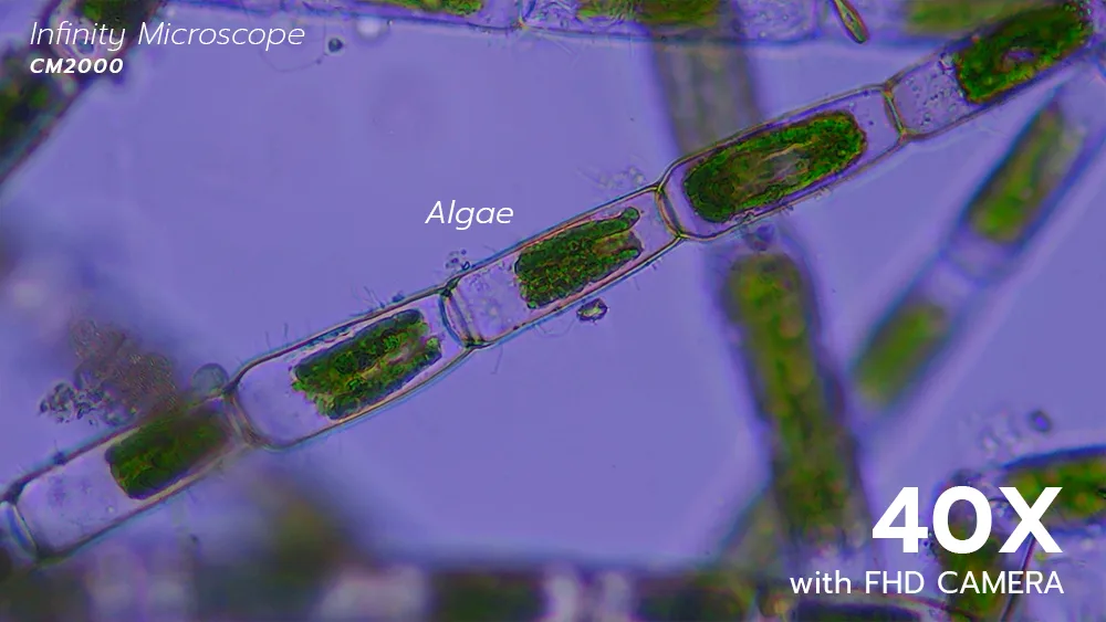 0527_Algae_1