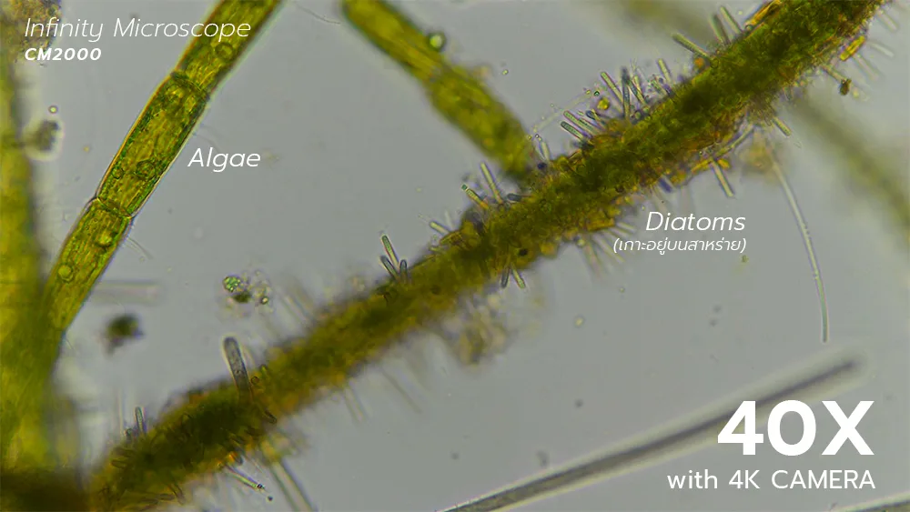 0527_Algae_Diatoms