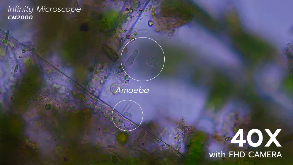 0527_Amoeba