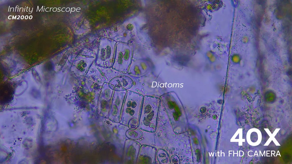 0527_Diatoms_1