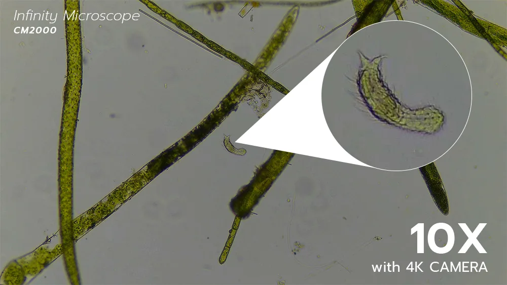 0527_Gastrotrich_10x