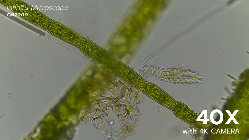 0527_Gastrotrich_40x