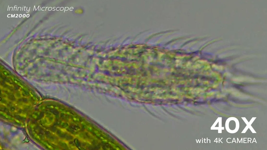 0527_Gastrotrich_40x_zoom