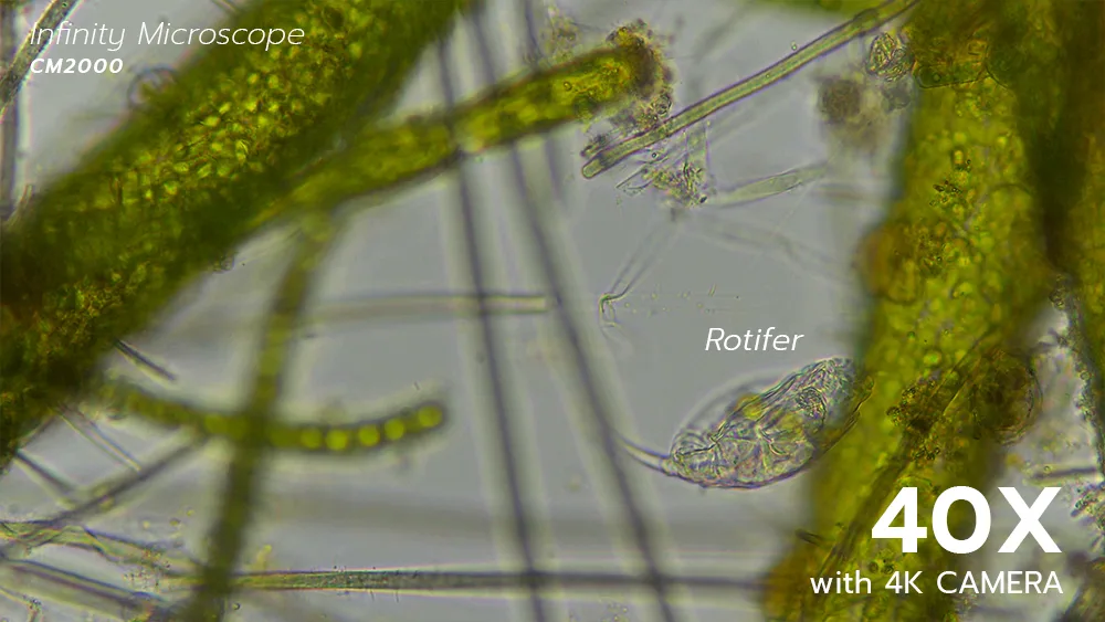 0527_Rotifer
