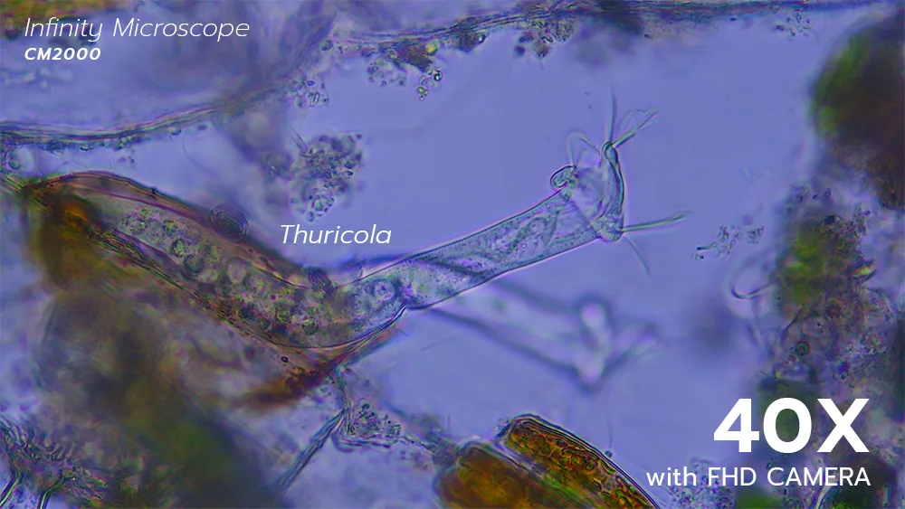 0527_Thuricola