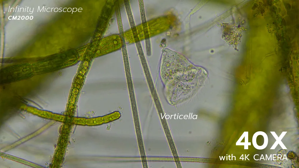 0527_Vorticella